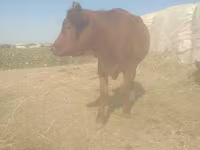 گاو و گوساله (گروه، جنسیت مشخص نشده), گاو — عکس 1