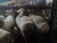 Biri-biri betina, Sheep — foto 4