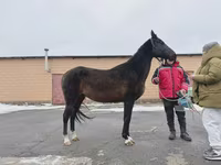 Kanca, Akhal-Teke — 2. fotó
