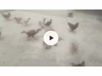 Chickens — 사진 5