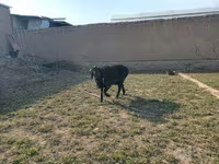 Kozel, Kozy — foto 1