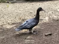 Ducks — 4 зураг