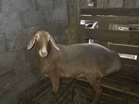 Ovelha, Arashan sheep — foto 4