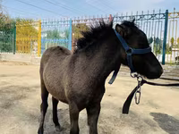Konji (partija, pol nije naveden), Australian Pony — fotografija 2