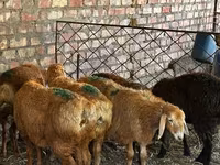 نعجة, Edilbay sheep — الصورة 2