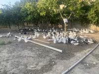 Geese — Foto 4