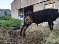گاو نر, Simmental cattle — عکس 5