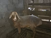 Ovelha, Arashan sheep — foto 1