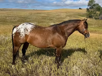 ม้าตัวผู้, Horses of Sable Island — รูปภาพ 1