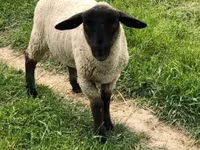 Beran, White Suffolk sheep — foto 1