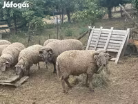قوچ, Merino sheep — عکس 4
