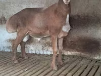 Kambing jantan, Arashan sheep — foto 1