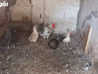 Chickens — Foto 4