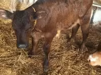 Lembu betina, Limousin cow — foto 2