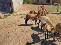 羊（ロット、性別未指定）, Cameroon sheep — 写真 3