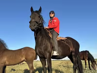 مادیان, Friesian — عکس 1
