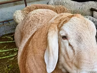 Қошқар, Arashan sheep — 2-сурет