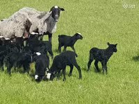 பெண் ஆடு, Romanov sheep — புகைப்படம் 7