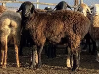 Qoʻy, Edilbay sheep — 3-rasm