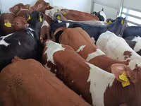 Lembu jantan, Cattle — foto 2