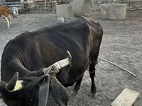 İnek, Latvian Blue cattle — foto 5