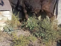 ثور, Simmental cattle — الصورة 4