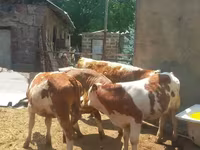 Lembu jantan, Simmental cattle — foto 1