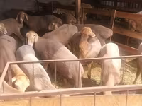 แกะตัวเมีย, Arashan sheep — รูปภาพ 1