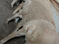 Kambing jantan, Sheep — foto 2