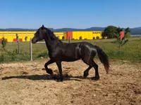 母马, Friesian — 照片 3
