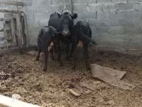 ላም, Latvian Blue cattle — ፎቶ 3