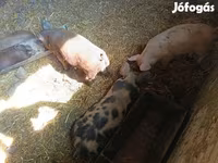 Schweine (Partie, Geschlecht nicht angegeben), Дюрок — Foto 5