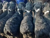 Montone, Hissar sheep — foto 5