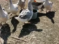 Geese — تصویر 4