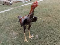 Chickens — zdjęcie 3
