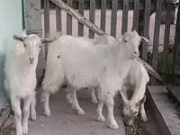 Ziege, Saanen goat — Foto 2