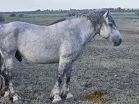 母马, Horses — 照片 2