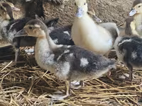 Domestic Muscovy — foto 3