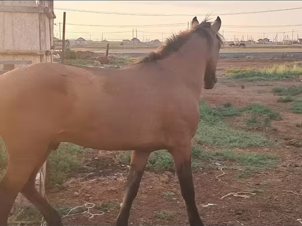 ม้าตัวเมีย, Mugalzhar horse