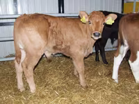 Toro, Vaca Limousin — foto 8