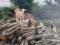 بکریاں (گروپ، جنس مذکور نہیں), بکریاں — تصویر 4