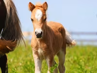 Ngựa (lô, chưa xác định giới tính), Shetland Pony — ảnh 7
