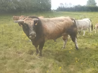 Lembu jantan, Partenaise cattle — foto 1
