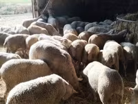 میش, Ile-de-France sheep — عکس 2