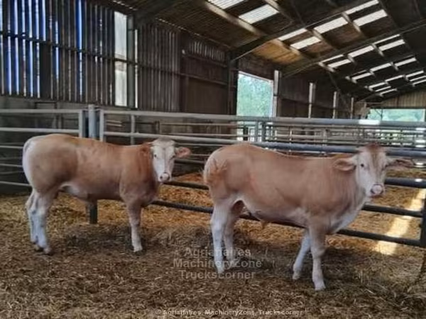Blonde d’Aquitane cattle