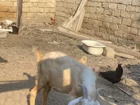 Capră, Capre — foto 4