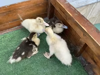 Ducks — عکس 1