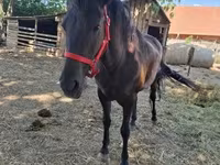 घोड़ी, Hungarian horse breed — फ़ोटो 3