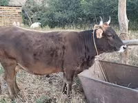 Lembu betina, Cattle — foto 1
