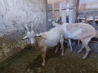 بز ماده, Saanen goat — عکس 2